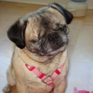 Meet your Posher, Belle